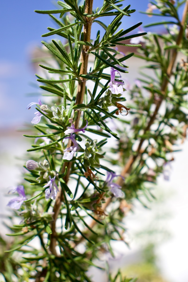 a close up of a plant with purple flowers